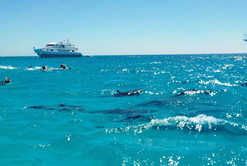 Snorkeling Trip At Satayh Dolphin Reef