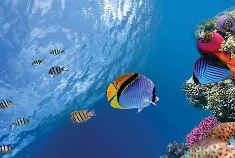 Fauteuils roulants: Le Caire et Sharm El Sheikh 7 Jours