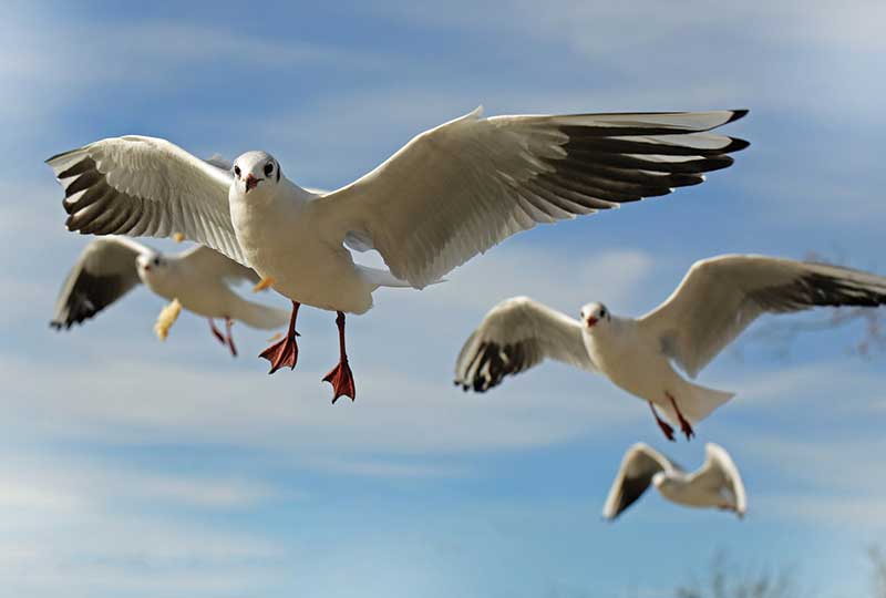 Bird Watching Tour in Aswan