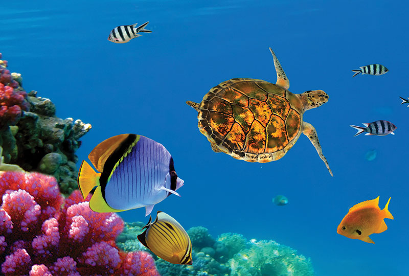 Dahab Tours and Excursions
